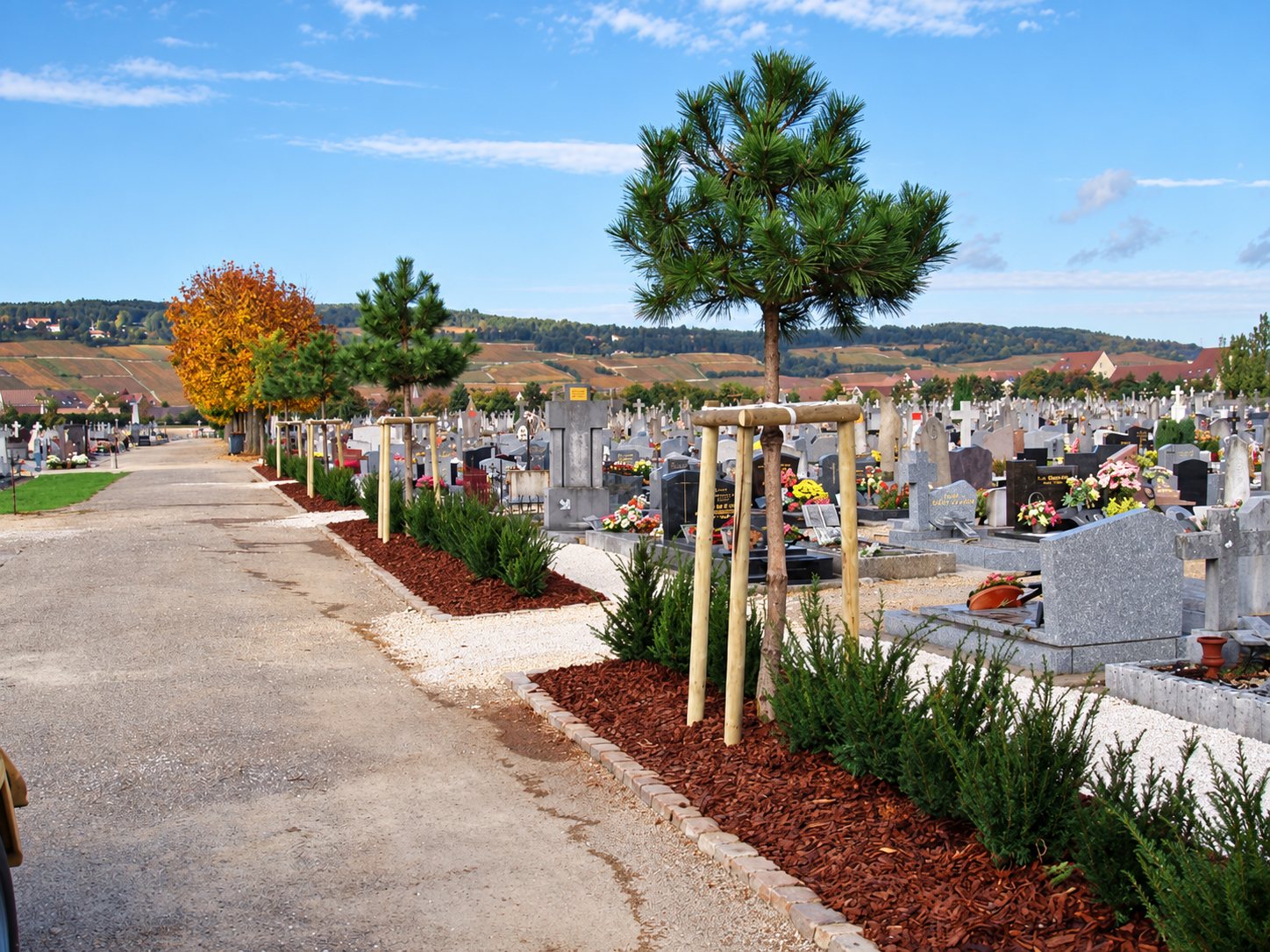 Une allée de cimetière aménagée avec de jeunes pins tuteurés, du paillage brun, des arbustes et du gravier, face à un coteau de vignes.