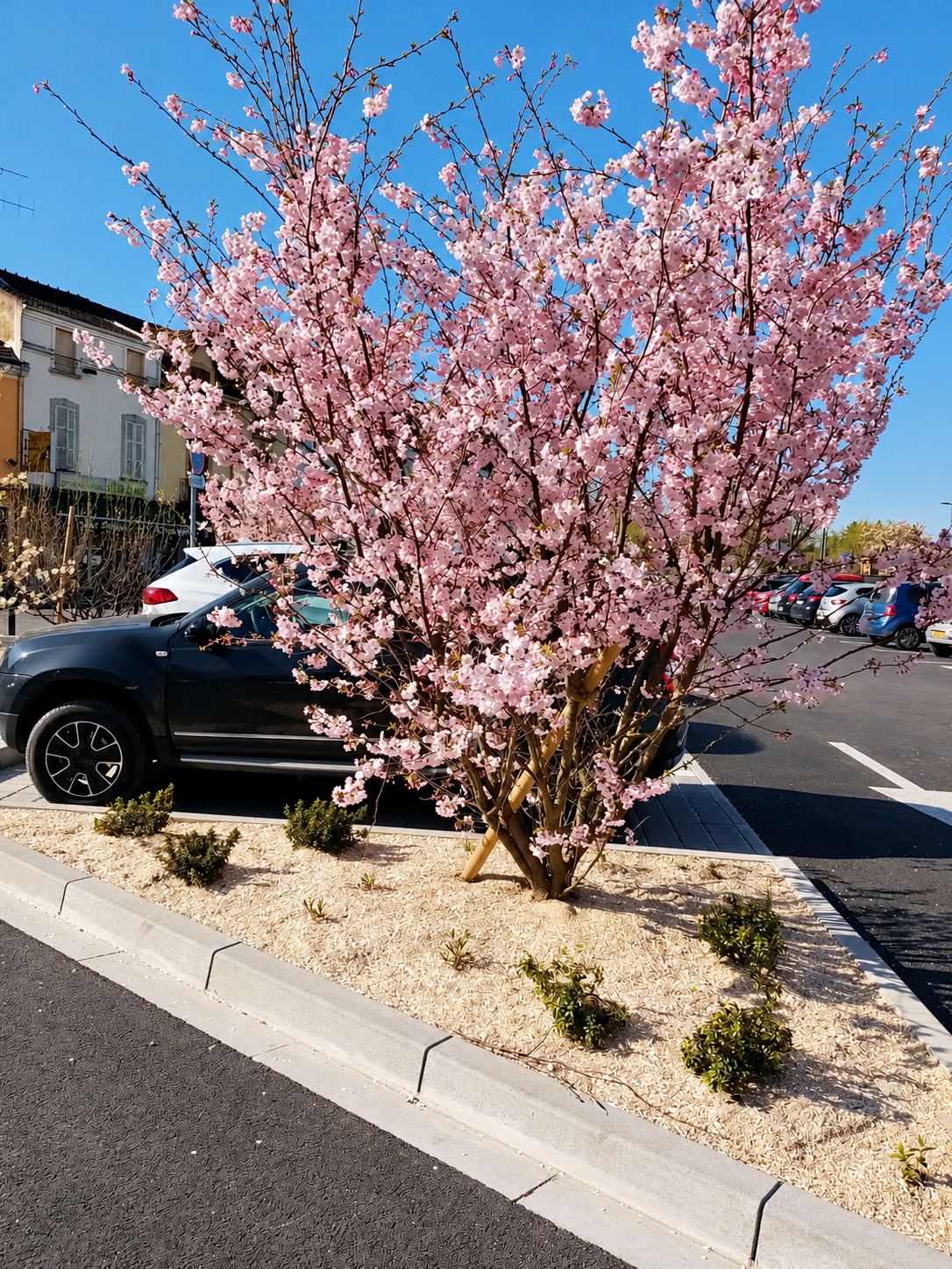 Un cerisier en pleine floraison rose plante dans un massif paillé de petits arbustes, au bord d'un parking où stationnent des voitures.