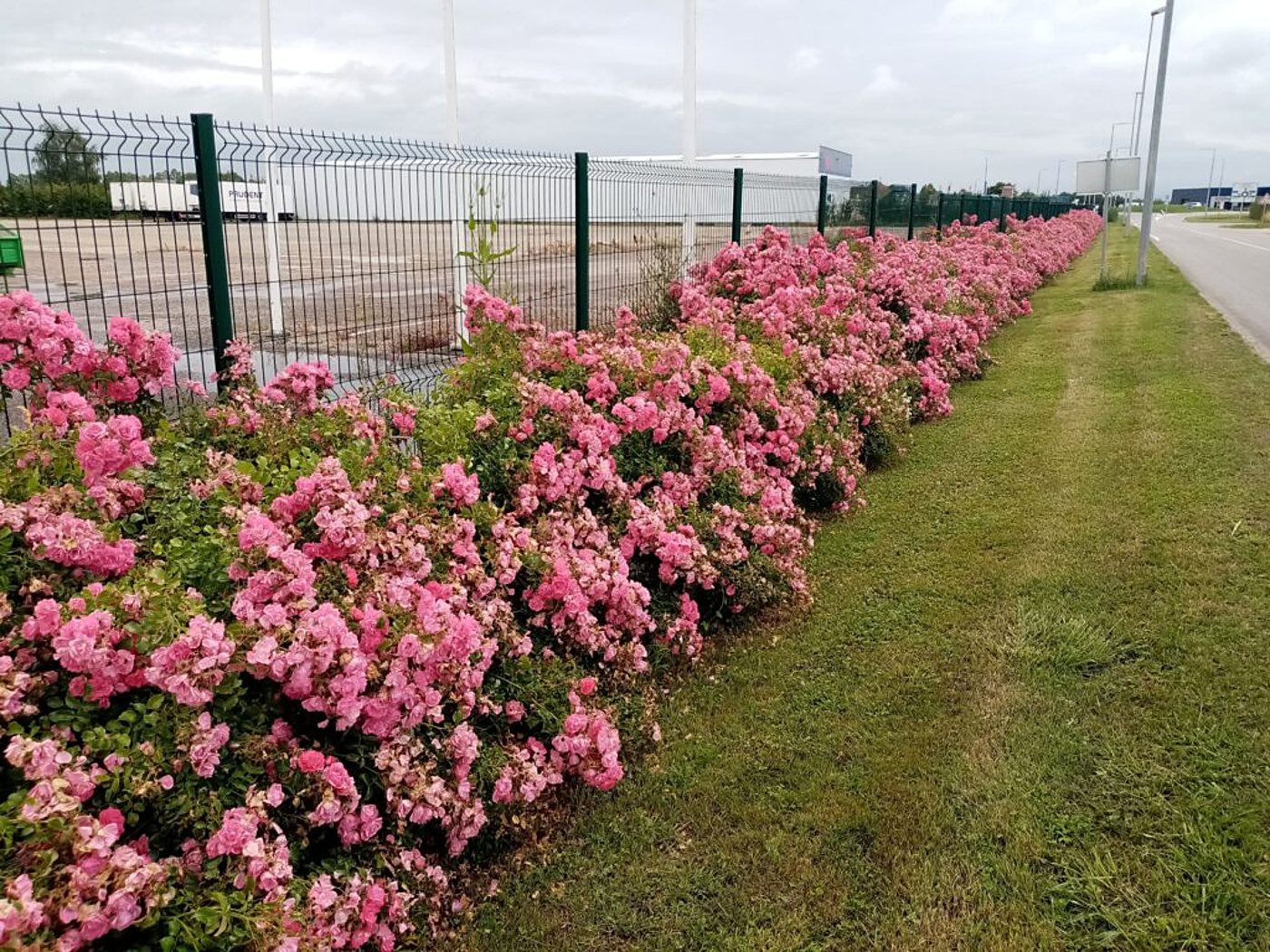 Une longue haie de rosiers couverts de fleurs roses borde une clôture métallique verte, à côté d'une route et d'une bande d'herbe.