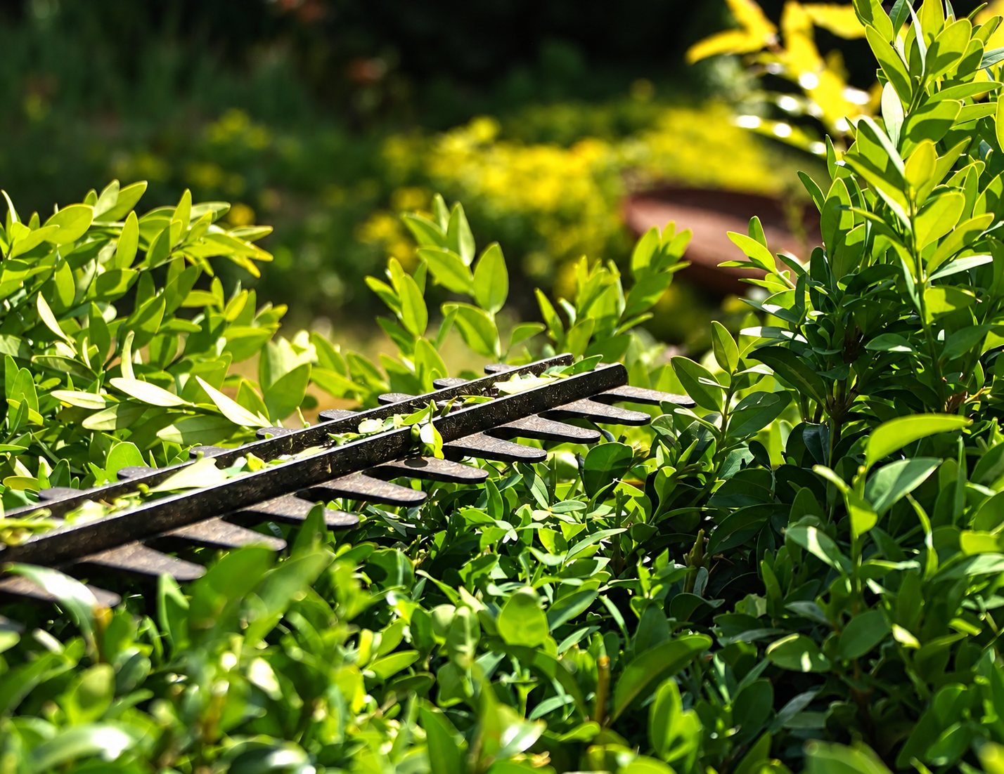 Gros plan sur la lame d'un taille-haie posée dans un buis vert éclairé par le soleil, avec un jardin flou en arrière-plan.