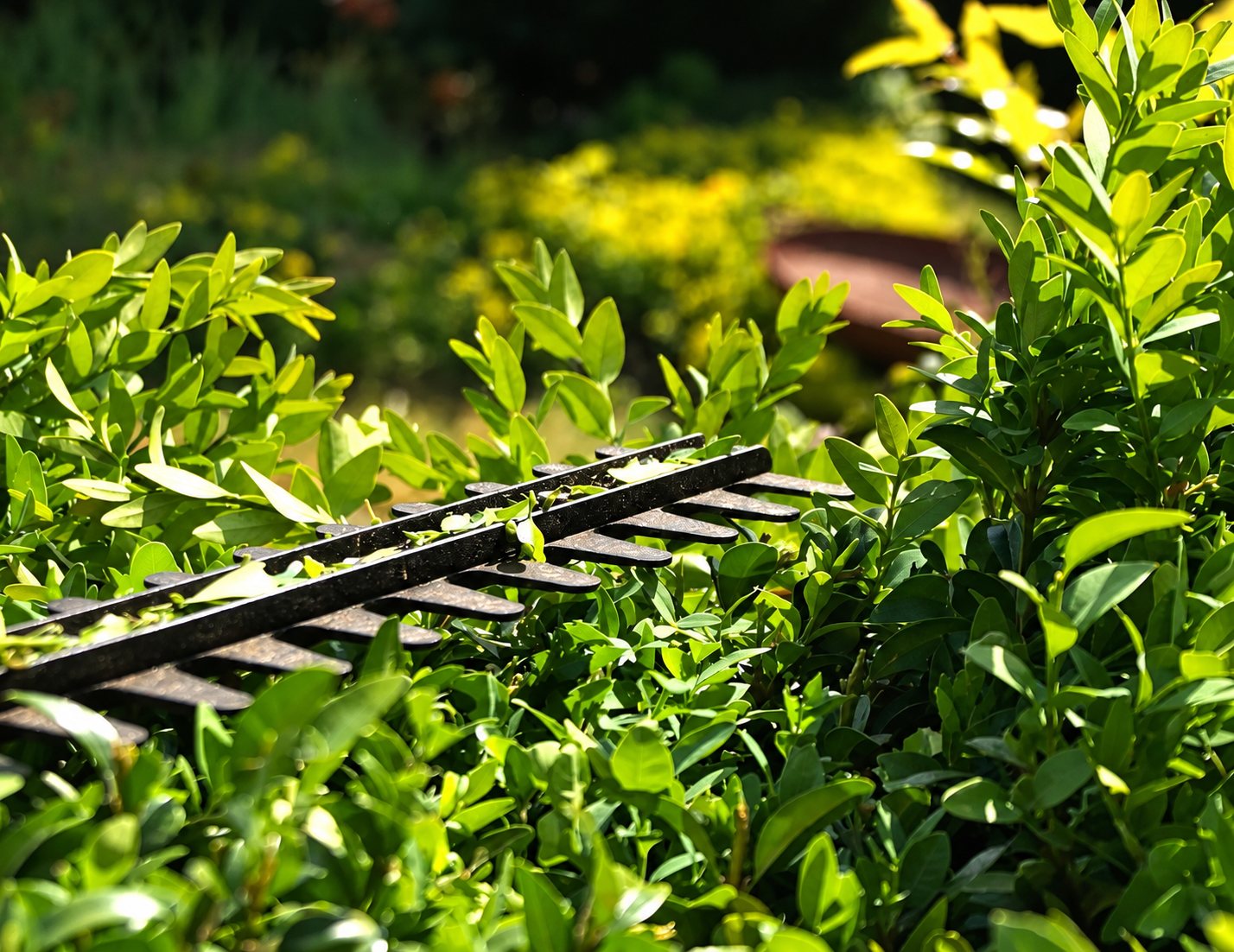 Gros plan sur la lame d'un taille-haie en métal posée sur un feuillage vert de buis éclairé par le soleil, dans un jardin.