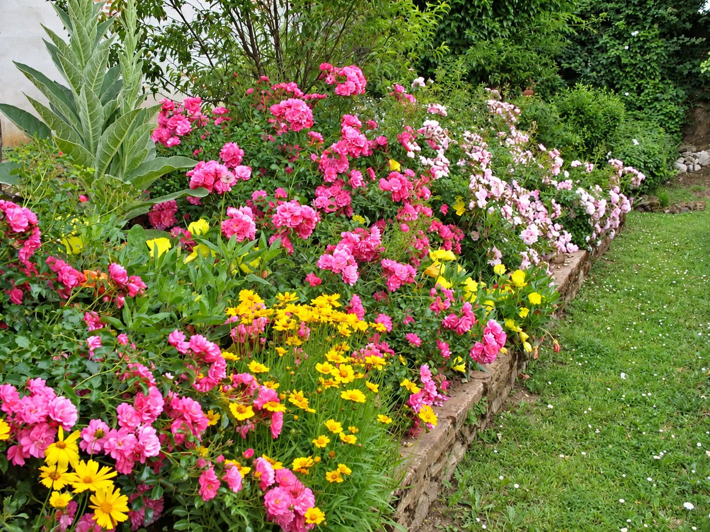 Un massif fleuri de rosiers roses, de fleurs jaunes et de plantes vertes longe un muret en pierre et une pelouse.